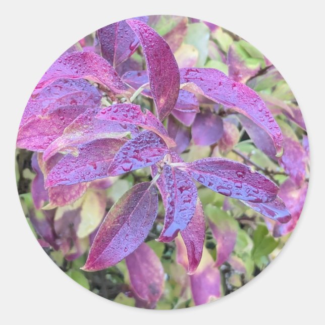 Feuilles violets sur autocollants (Devant)