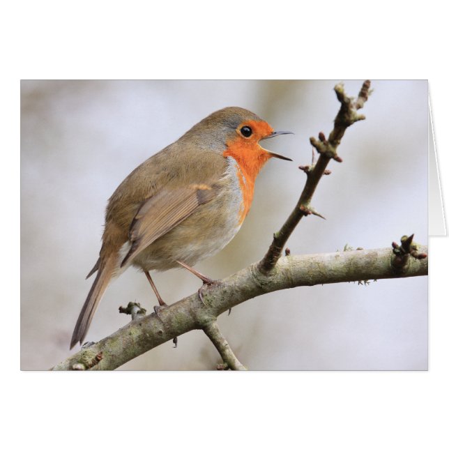 Février Robin (Devant horizontal)