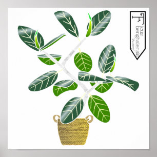 Ficus benghalensis 'Audrey' Fig Tree Poster Imprim
