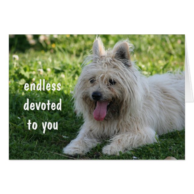 fidèle (Devant horizontal)