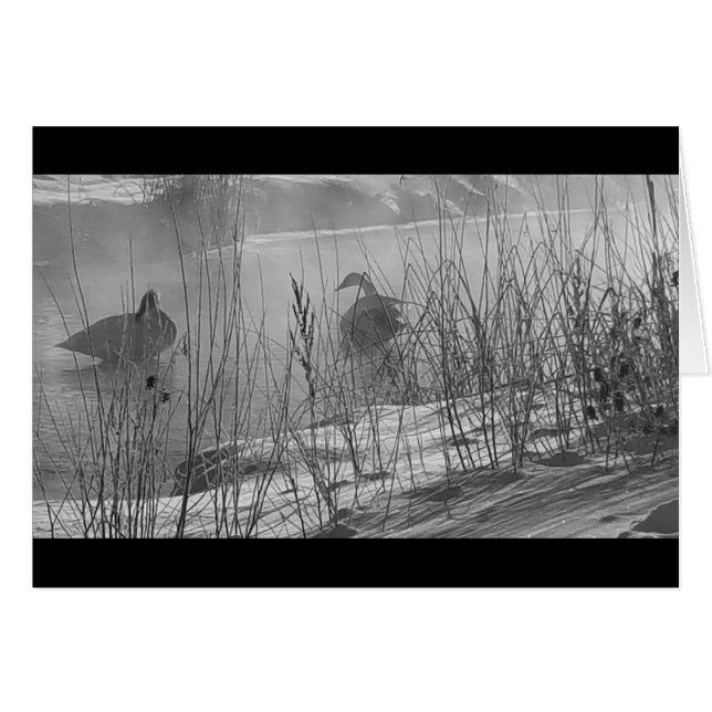 Fidélité ~ carte des cygnes d'hiver (Devant Horizontal)