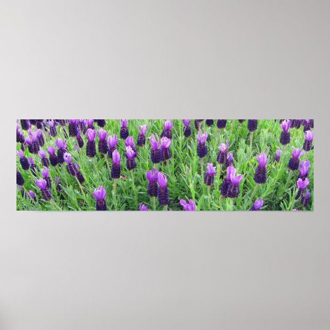 Field of Lavender 26"w x 8"h Poster (Devant)