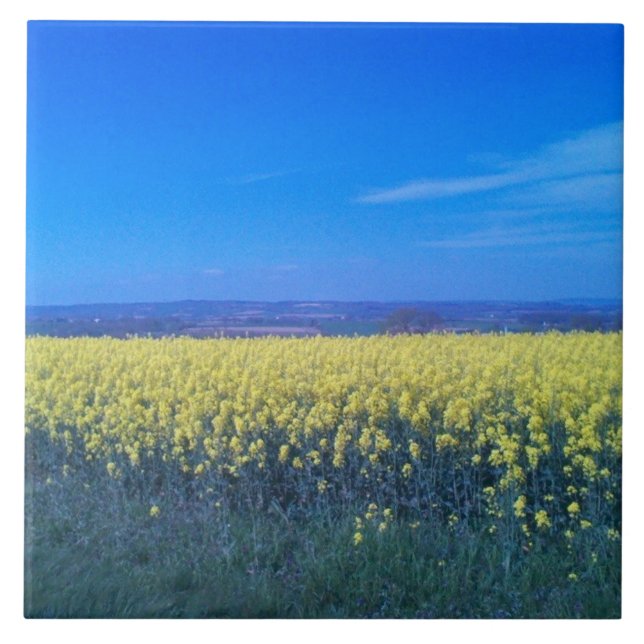 Fields de moutarde Carreaux en céramique 6" x 6"  (Devant)