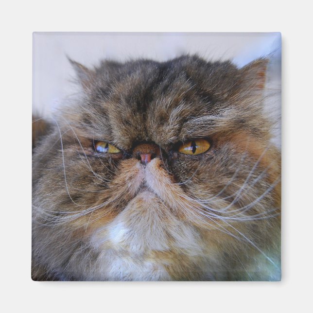 Fier Calico Persian Aimant Chat (Devant)
