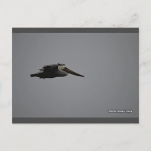 Fierce Pelican III   Carte postale Blue Beach Song