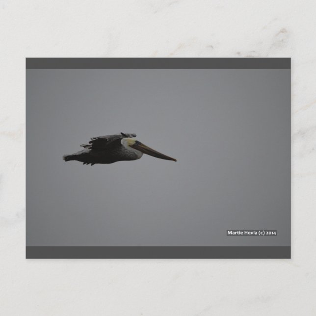 Fierce Pelican III | Carte postale Blue Beach Song (Devant)