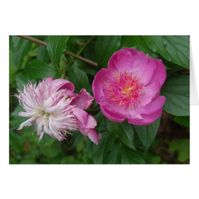 Fierté et préjugés (Devant horizontal)