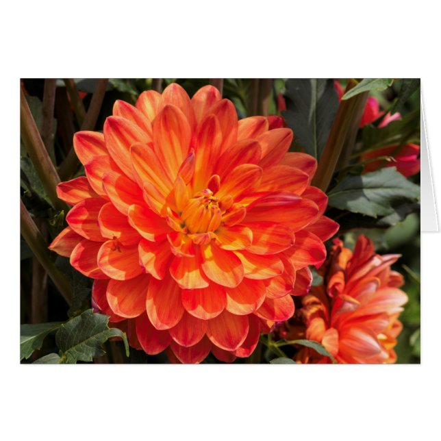 Fiery Dahlia (Devant horizontal)