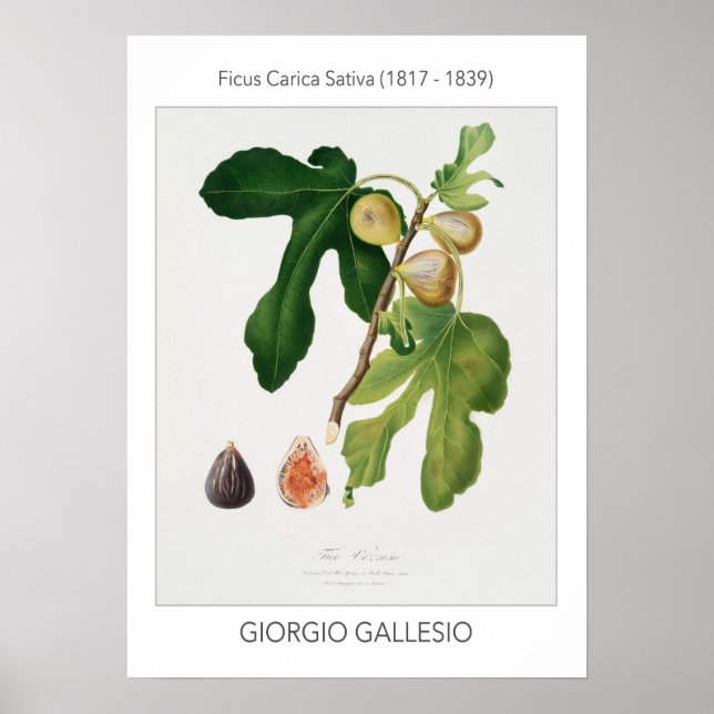 Figs, Vintage Botanical Illustration Poster (Devant)