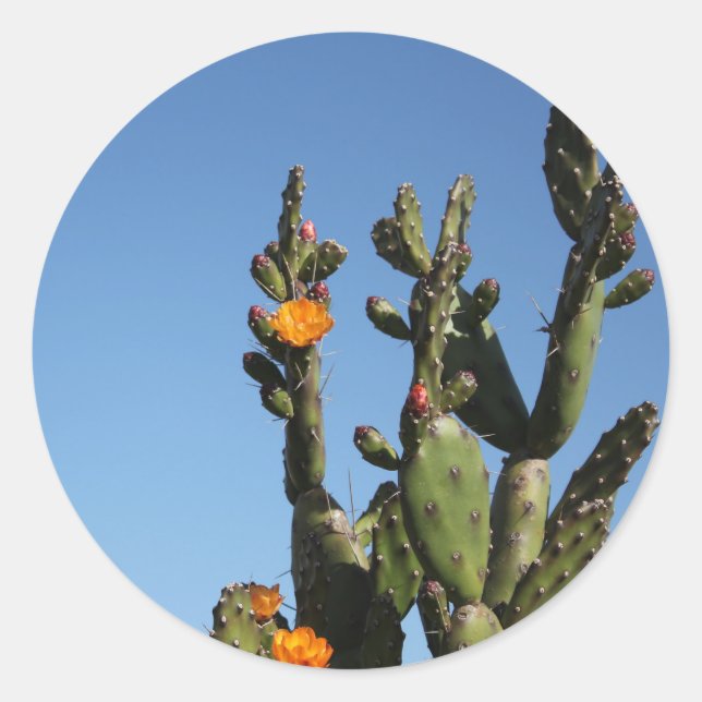 Figue de Barbarie à fleurs Opuntia Autocollant (Devant)