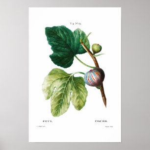 FIGUES BOTANIQUES REDOUTÉ POSTER