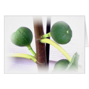 figues vertes