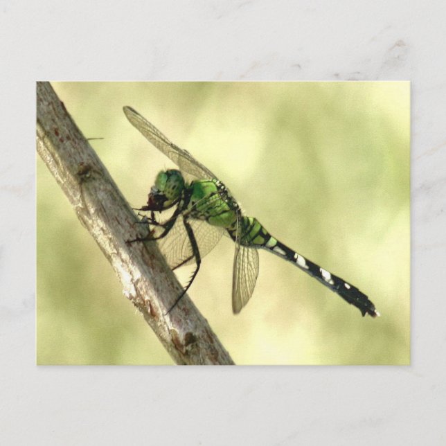 Fille Pondhawk de l'Est Carte postale (Devant)