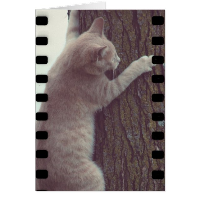 Film Rascal (Devant)