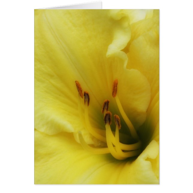 Fin jaune de lis vers le haut de carte vierge (Devant)