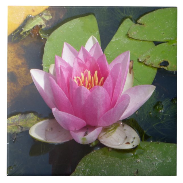 Fin rose de nénuphar vers le haut des carreaux de (Devant)