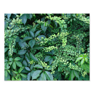 Finale 14" x 11" élargissement de photo