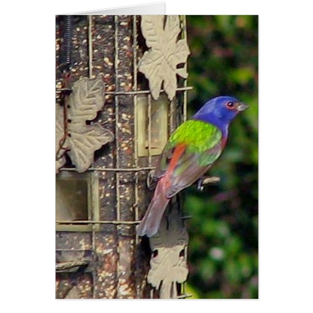 finch-1-feb5-06 (Devant)