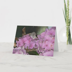 Finch bébé avec carte de voeux Hydrangias