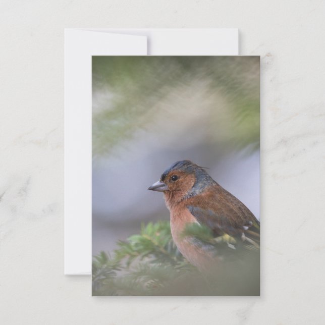 Finch Bird Nature Carte photo (Devant)