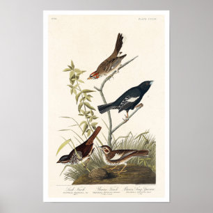 Finch, Bruant par Audubon Poster