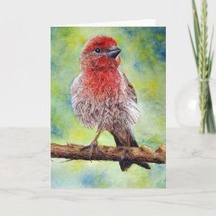 Finch, carte de voeux