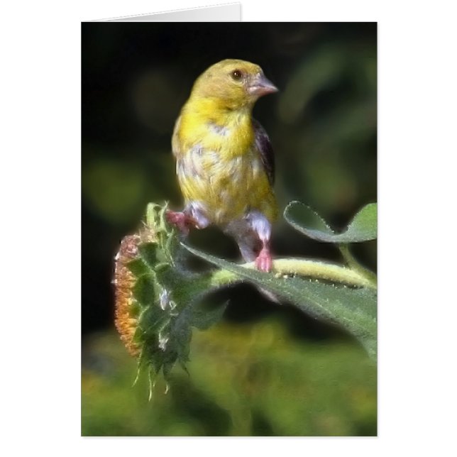 Finch jaune (Devant)