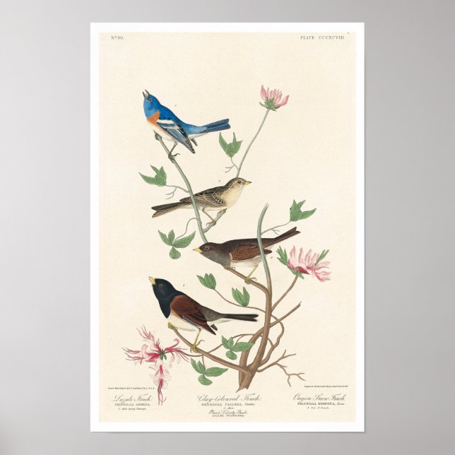 Finch par Audubon Poster (Devant)