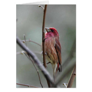 Finch pourpre