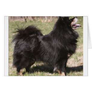 finition lapphund full.png
