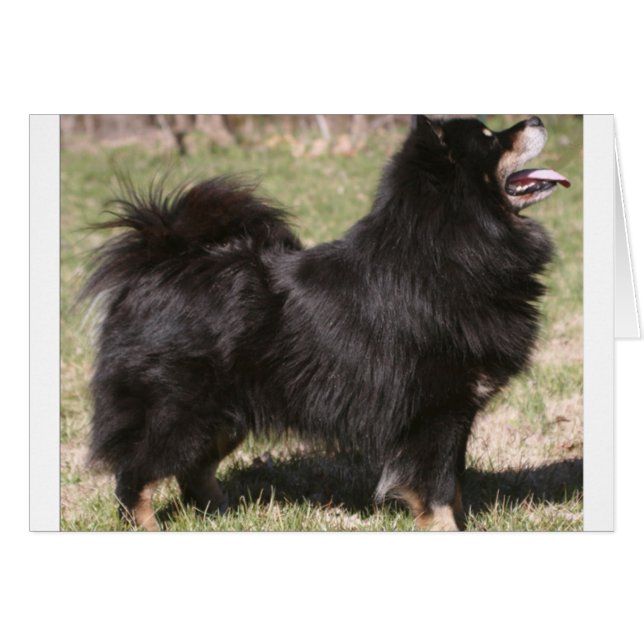 finition lapphund full.png (Devant Horizontal)