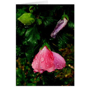 Finlande-Hyvää Syntymäpäivää-raindrops