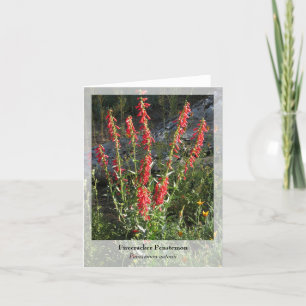 Firecracker Penstemon - Carte pour notes natif