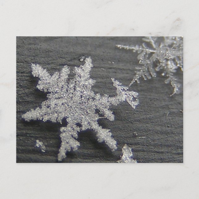 Flake de neige 45 ~ carte postale (Devant)