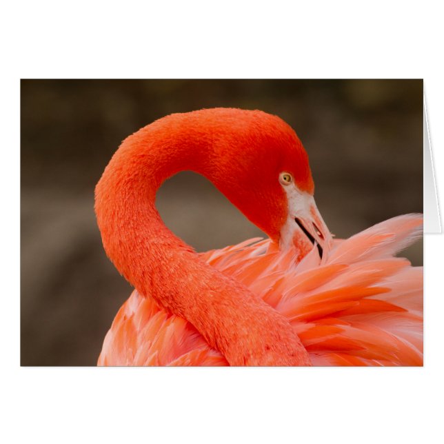 flamant caraïbe (Devant horizontal)