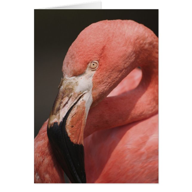 Flamant du Chili, Phoenicopterus chilensis (Devant)