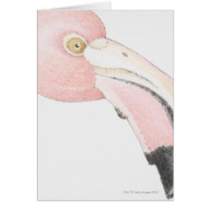 Flamant rose
