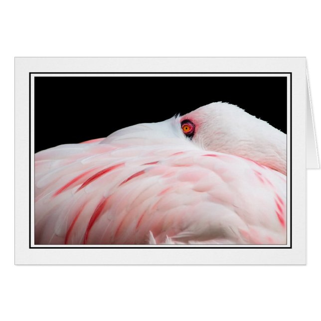 Flamant rose (Devant horizontal)