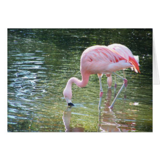 Flamant rose