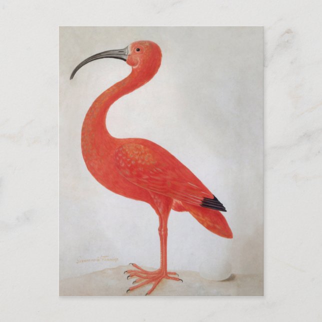 Flamant rose - 17e C. Carte postale Art (Devant)