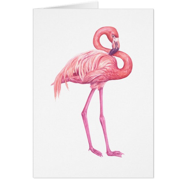 FLAMANT ROSE 2 (Devant)