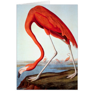 Flamant rose américain