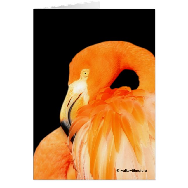 Flamant rose au soleil d'été (Devant)