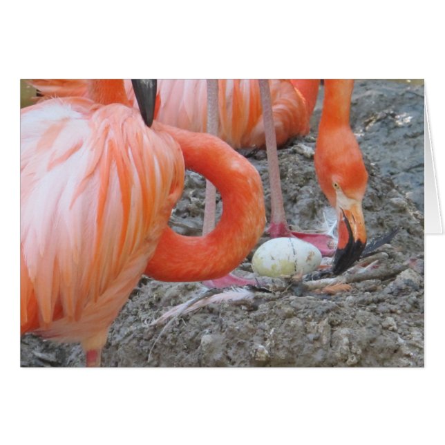 Flamant rose avec l'oeuf (Devant horizontal)