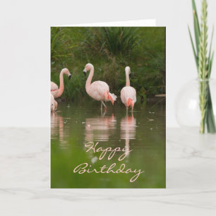 Flamant rose Bonne carte d'anniversaire