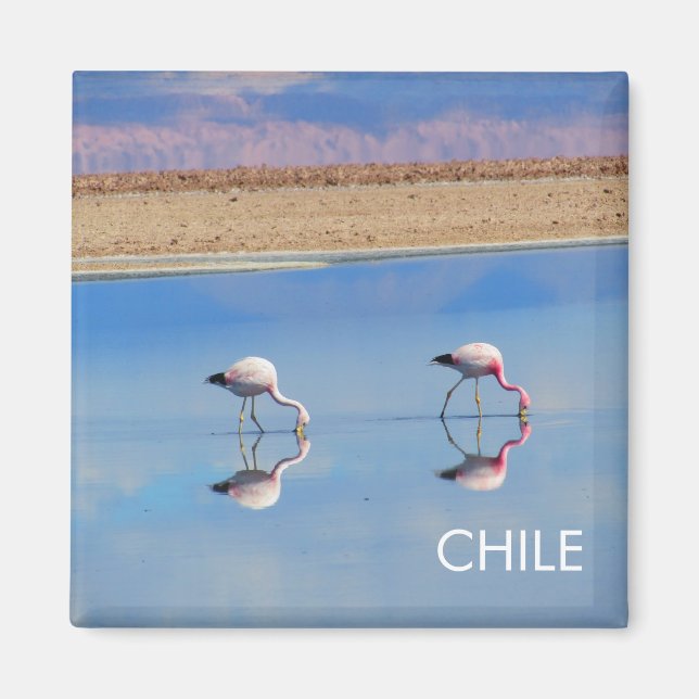 Flamant rose, Désert d'Atacama, Chili Magnet (Devant)