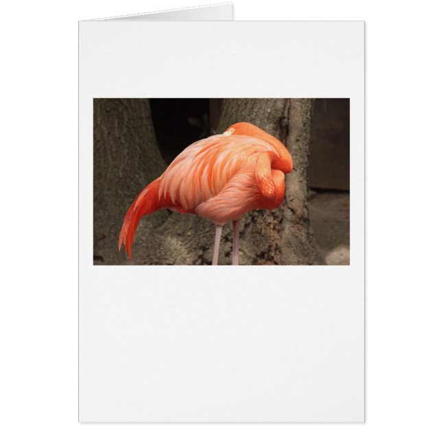 Flamant rose écarlate (Devant)