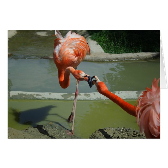 Flamant rose Kiss (Devant horizontal)
