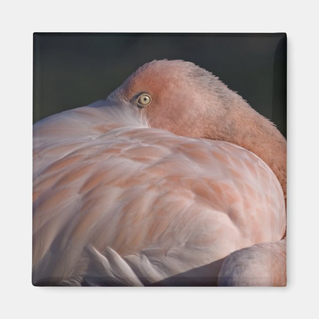 Flamant Rose Magnet (Devant)