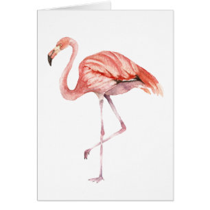Flamant rose rose